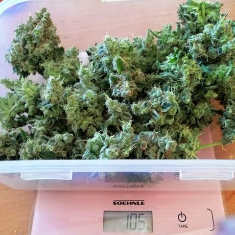 Aisha II growlog timeline photo