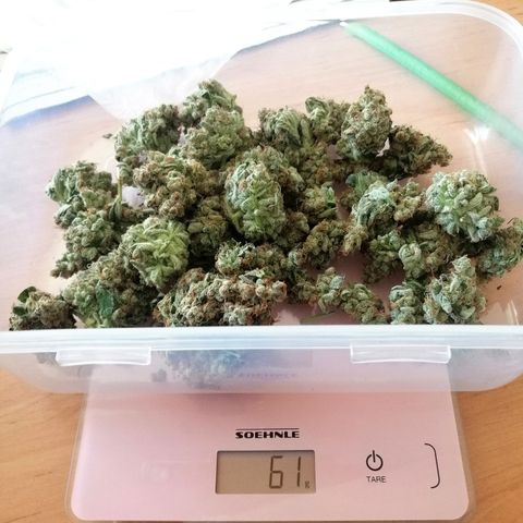 Aisha II growlog timeline photo