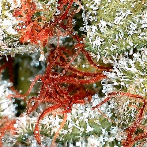 Aisha II growlog timeline photo