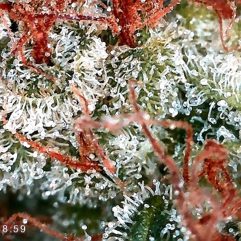 Aisha II growlog timeline photo