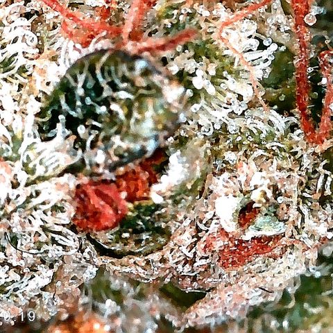 Aisha II growlog timeline photo