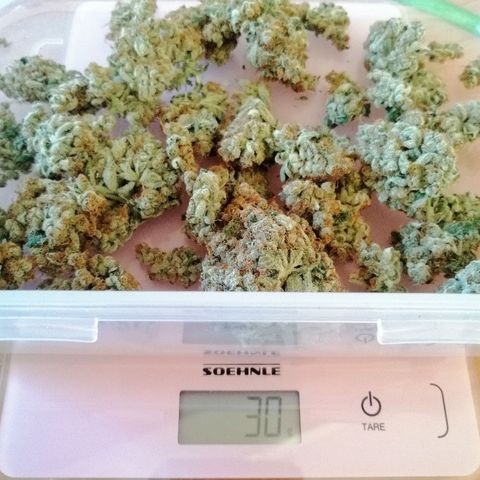 Aisha II growlog timeline photo