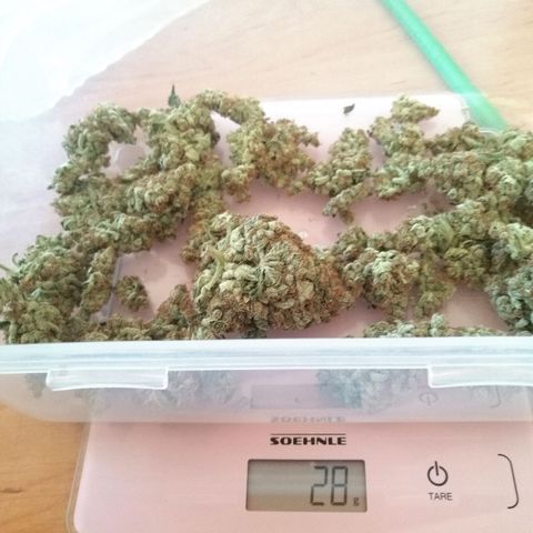 Aisha II growlog timeline photo