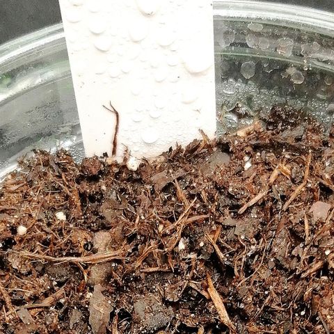 Lucy growlog timeline photo
