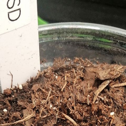 Lucy growlog timeline photo