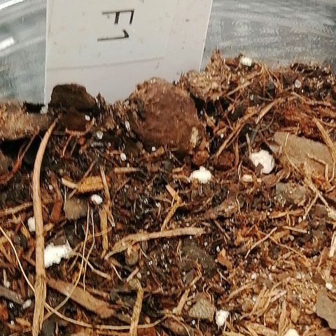 Elsa growlog timeline photo