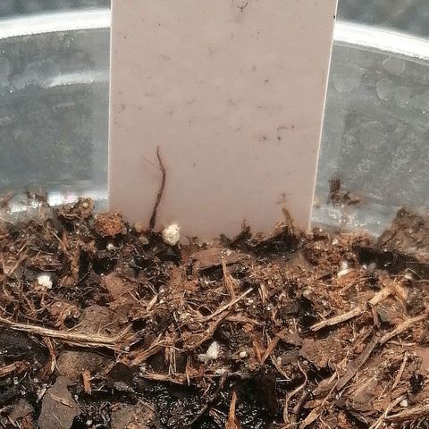 Lucy growlog timeline photo