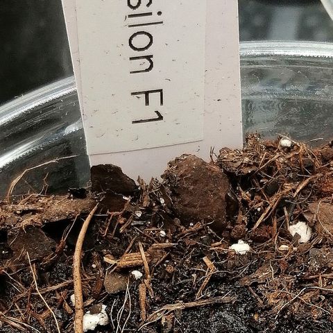 Elsa growlog timeline photo