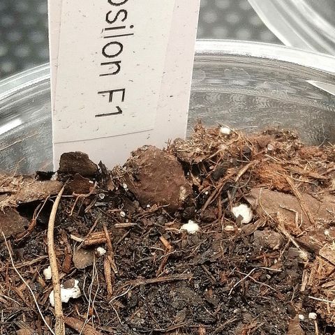 Elsa growlog timeline photo