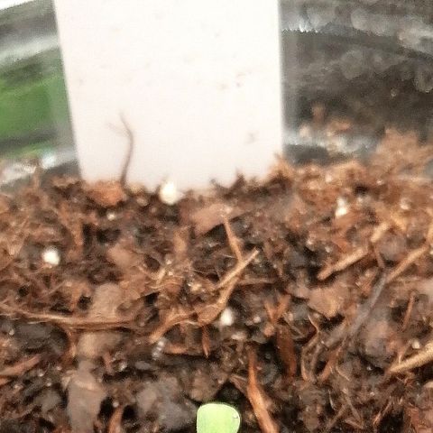 Lucy growlog timeline photo