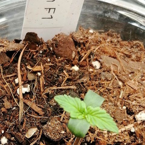 Elsa growlog timeline photo