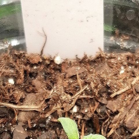 Lucy growlog timeline photo