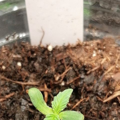 Lucy growlog timeline photo