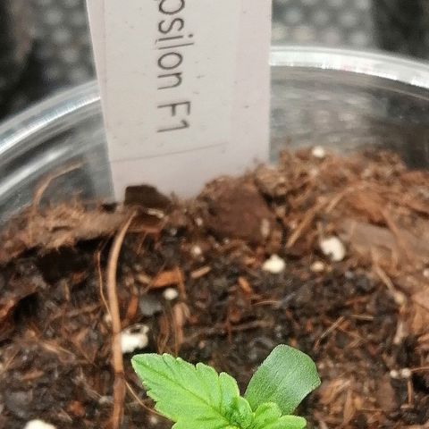 Elsa growlog timeline photo