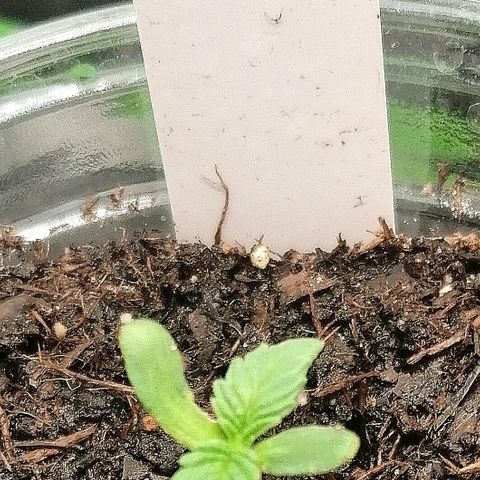 Lucy growlog timeline photo