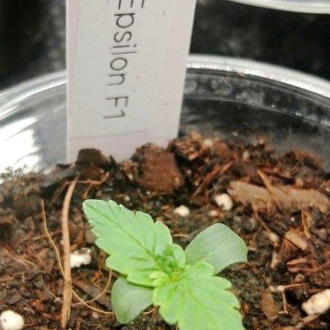 Elsa growlog timeline photo