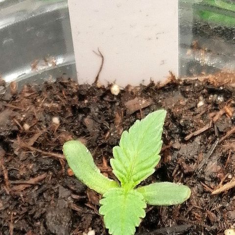 Lucy growlog timeline photo