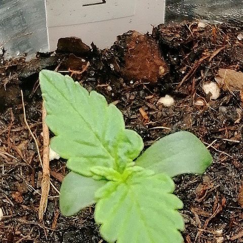 Elsa growlog timeline photo