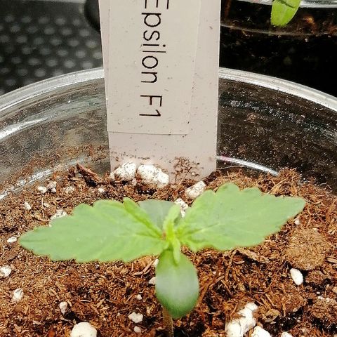 Elsa growlog timeline photo