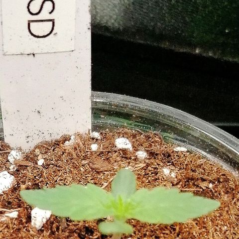 Lucy growlog timeline photo