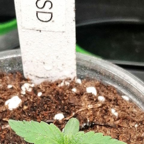 Lucy growlog timeline photo
