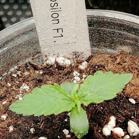 Elsa growlog timeline photo