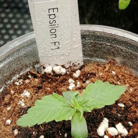 Elsa growlog timeline photo