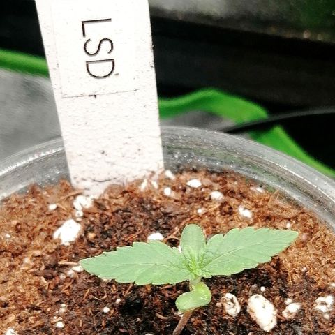 Lucy growlog timeline photo