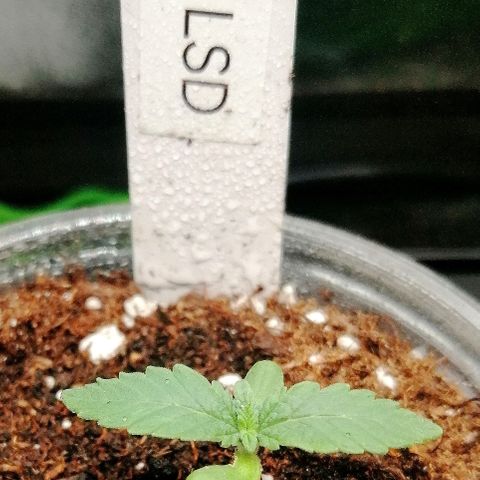 Lucy growlog timeline photo