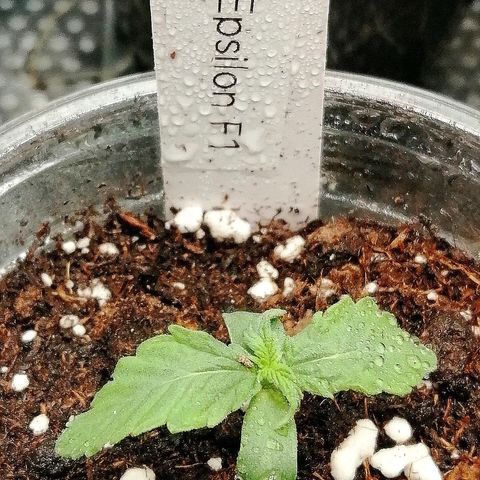 Elsa growlog timeline photo