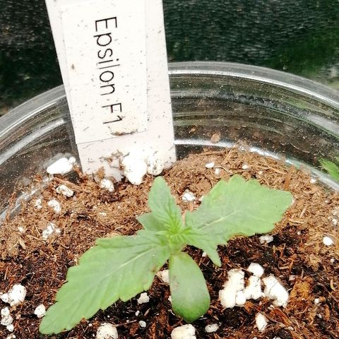 Elsa growlog timeline photo