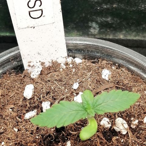 Lucy growlog timeline photo