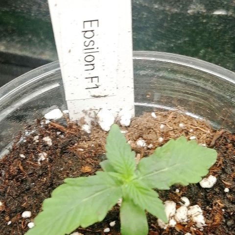 Elsa growlog timeline photo