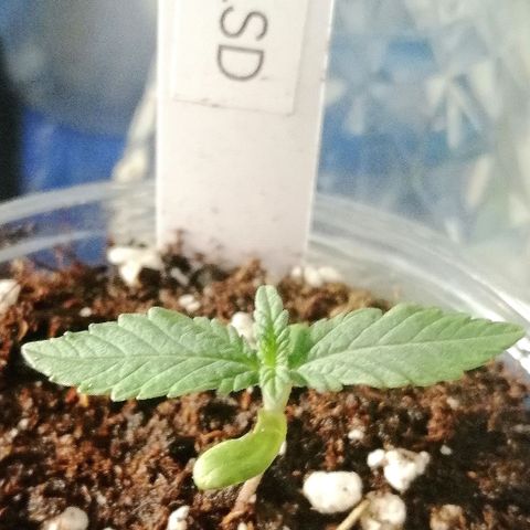 Lucy growlog timeline photo