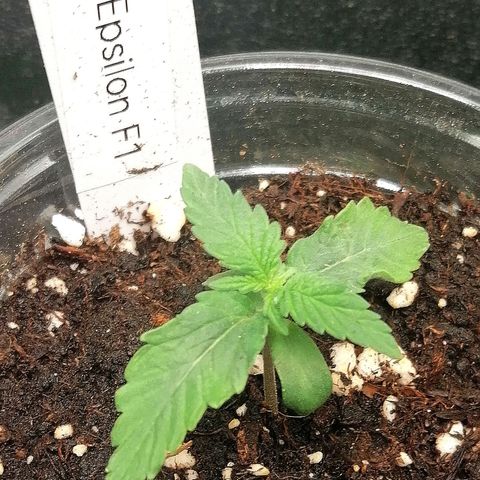 Elsa growlog timeline photo