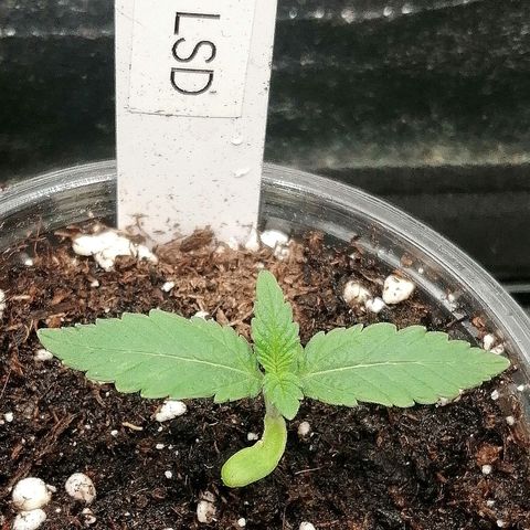 Lucy growlog timeline photo