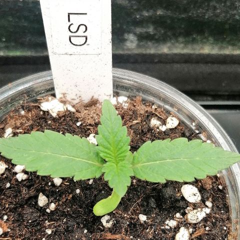 Lucy growlog timeline photo
