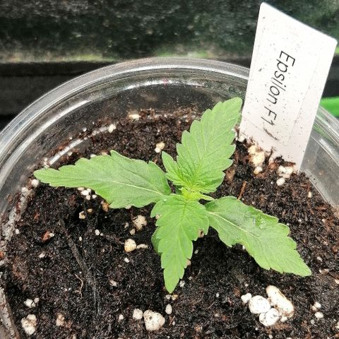 Elsa growlog timeline photo