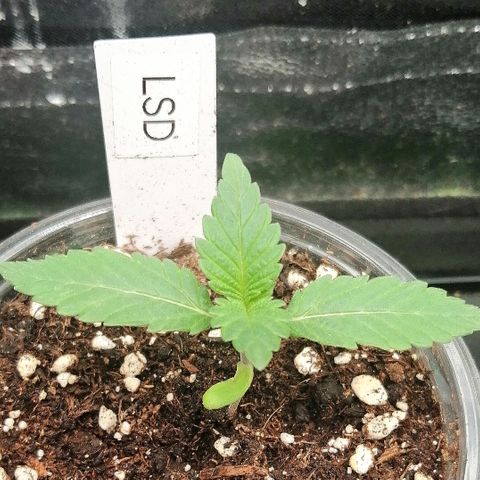 Lucy growlog timeline photo
