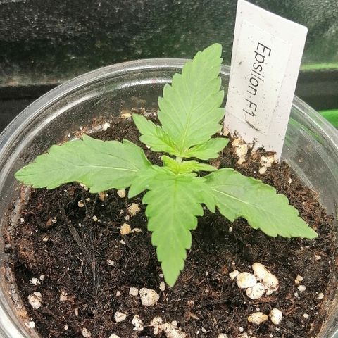 Elsa growlog timeline photo