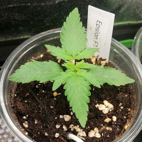 Elsa growlog timeline photo