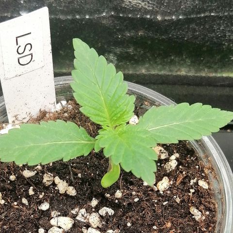 Lucy growlog timeline photo