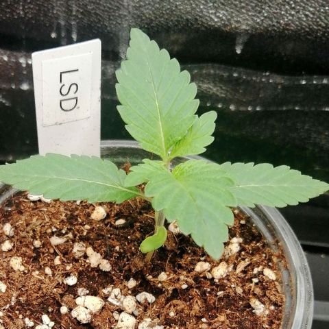 Lucy growlog timeline photo
