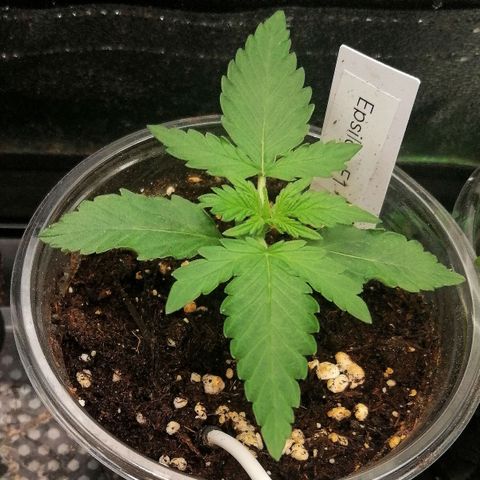 Elsa growlog timeline photo