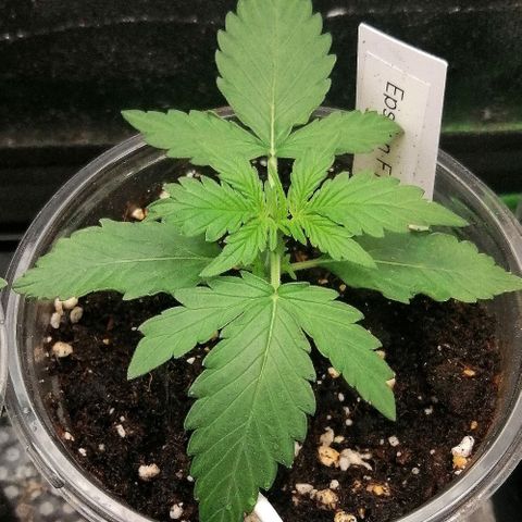 Elsa growlog timeline photo