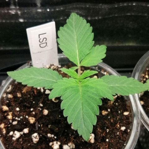 Lucy growlog timeline photo