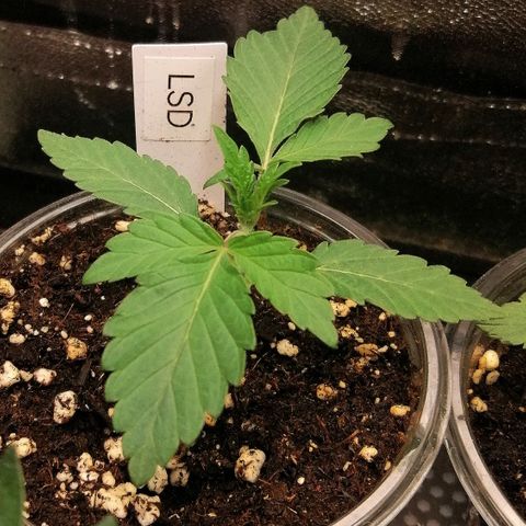 Lucy growlog timeline photo