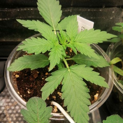 Elsa growlog timeline photo