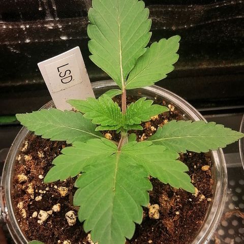 Lucy growlog timeline photo