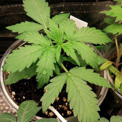 Elsa growlog timeline photo